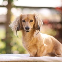 Hank - Dachshund