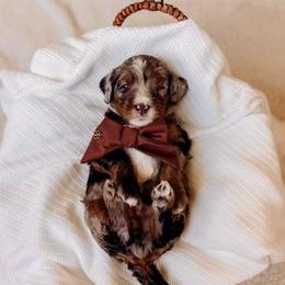 Grey - Tri-color male Bernedoodle puppy in Cold Spring, Minnesota from A.N.A. Doodles