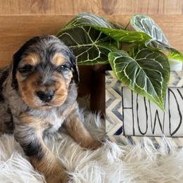Nelson Harald - Merle male Saint Berdoodle puppy in Mesa, Arizona from Desert Bohunk Doodles and Branded Bullies