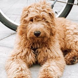 Goldendoodles from Golden Haven Doodles