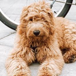 Goldendoodles from Golden Haven Doodles