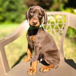 Boy 3 - Red and rust male Doberman Pinscher puppy in Chagrin Falls, Ohio from Schloss Velburg Dobermanns