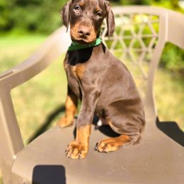 Boy 3 - Red and rust male Doberman Pinscher puppy in Chagrin Falls, Ohio from Schloss Velburg Dobermanns
