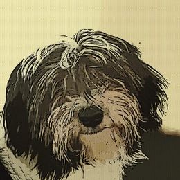 Golden Retriever and Havanese Puppies from Moe's Goldens and HavAntics