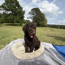 Poodle Puppies from Wilkins Farm