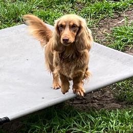 Sweet Potatoe Pie - Dachshund