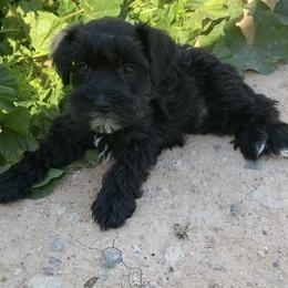 Miniature Schnauzer Puppies from Apples schnauzers