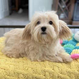 Barron - Apricot male Maltipoo puppy in Colonial Beach, Virginia from BeachRidge Pups