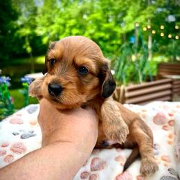 Bear - Red male Assorted Doodle Crosses puppy in Coal City, Indiana from Angel Blue Dogs