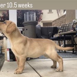 Golden Retriever and Labrador Retriever Puppies from The Golden Leash Kennels