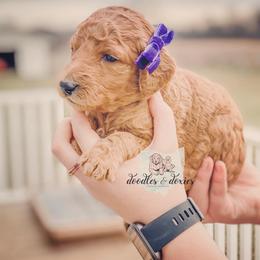 Dachshund, Goldendoodle, and Sheepadoodle Puppies from Doodles & Doxies