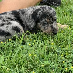 Aussiedoodle and Leopardoodle Puppies from A Puppy Crush