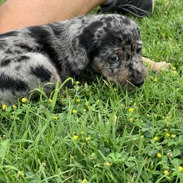 Aussiedoodle and Leopardoodle Puppies from A Puppy Crush
