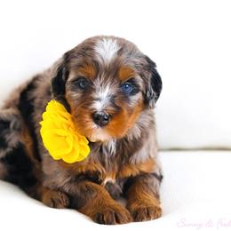 Storm - Blue merle female Bernedoodle puppy in Diamond Bar, California from Furrytaildoodles