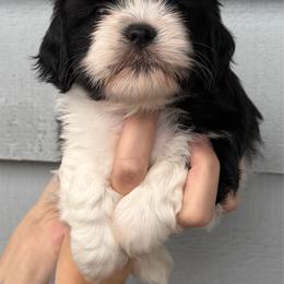 Mickey - Black and white male Shichon puppy in Kent, Washington from Mad Hatter Farm