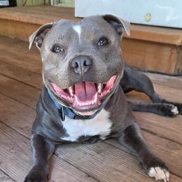 KOA - Staffordshire Bull Terrier