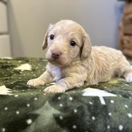 Canyon - Red male Dachshund puppy in Stilwell, Oklahoma from Mountain Top Dachshunds