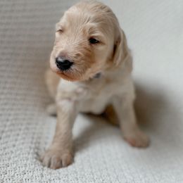 Goldendoodle Puppies from Northern California Doodles & Poodles