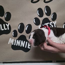 Minnie - Liver white and tan female English Springer Spaniel puppy in Ocoee, Tennessee from Ocoee Mountain Springers
