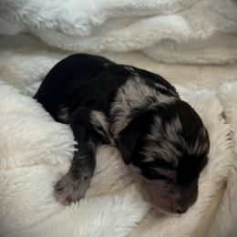 Girl 1 - Black and white female Aussiedoodle puppy in Bellevue, Iowa from Easton L