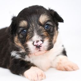 Relic - Black and tan male Pembroke Welsh Corgi puppy in San Antonio, Texas from Moxxi's Legacy Corgis