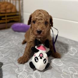 Scarlet Mae - Red  female Poodle puppy in Munster, Indiana from Miranda’s Sunshine Poodles and Doodles