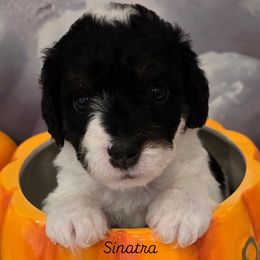 Sinatra - Tri-color male Double Doodle puppy in Prescott Valley, Arizona from Ramirez Family Doodles