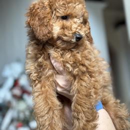 Poodle Puppies from Wanda Burton
