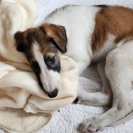 Puppy 3 - Red female Borzoi puppy in Aiken County, South Carolina from Nirvanah Borzoi