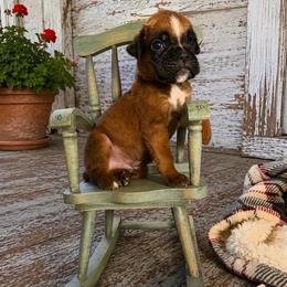 Matteo - Fawn male Boxer puppy in Abilene, Texas from L&L Euro Boxers and Small Town Shih Tzus