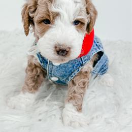 Darth - Yellow and white male Bernedoodle puppy in Otisville, Michigan from Danie’s Darling Doodles LLC