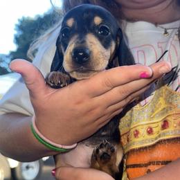 Josie - Black and cream female Dachshund puppy in Madison, Wisconsin from SK Miniature   Dachshunds