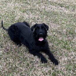 Kessi - Giant Schnauzer