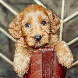 Otis Redding - Black male Australian Labradoodle puppy in Decatur, Alabama from Southern Meadows Doodles