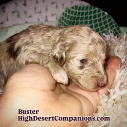Aussiedoodle, Poodle, and Toy Australian Shepherd Puppies from High Desert Companions
