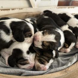 2nd Choice Baby Boy - Black tan and white male Beagle puppy in Monticello, Georgia from Beaglelove