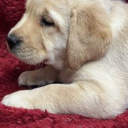 Yellow Male Grey Collar - has overbite - Yellow male Labrador Retriever puppy in Beaverdam, Virginia from Gold Heart Labradors