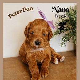 Nana - Red  female Goldendoodle puppy in Hilton, New York from The House of Goldendoodle