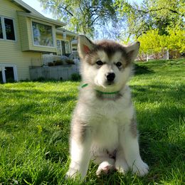 Alaskan Malamute Puppies from Delphi Alaskan Malamutes