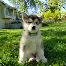 Alaskan Malamute Puppies from Delphi Alaskan Malamutes