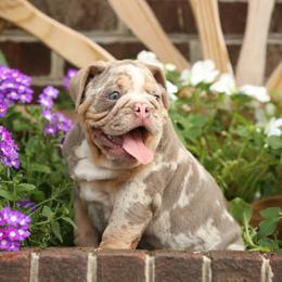 Blue collar puppy 7500 - Blue tri-color male Bulldog puppy in Lewisberry, Pennsylvania from Salted Rim Corgis