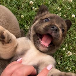 Anastasia (Stacy) - Blue female French Bulldog puppy in Chesnee, South Carolina from Michael & Raisa
