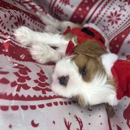 Snow ball - Blenheim male Cavalier King Charles Spaniel puppy in Sandy, Utah from Wasatch Cavaliers