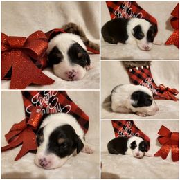 Australian Shepherd Puppies from Crowned Royalties Aussies