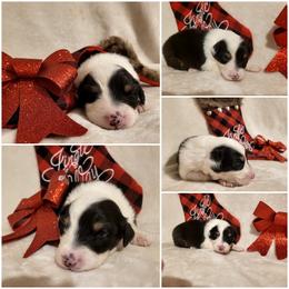Australian Shepherd Puppies from Crowned Royalties Aussies