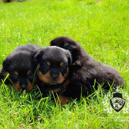 Rottweiler Puppies from Exodus Rottweilers