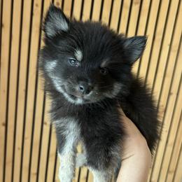 Oreo Toy-Micro - Wolf sable male Pomsky puppy in Pasco County, Florida from Pomsky Hills