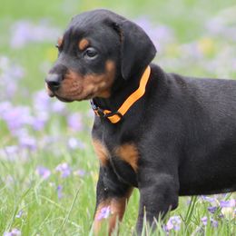 Doberman Pinschers and Giant Schnauzers from 32 Farms