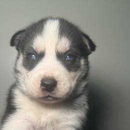 Judy Hopps - Black and white female Siberian Husky puppy in Tiverton, Rhode Island from Mount Hope Siberians