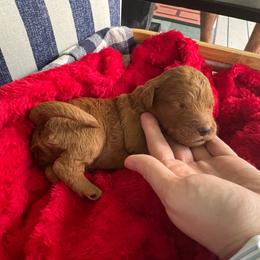 George - Apricot male Goldendoodle puppy in De Land, Florida from Rezapour Doodle Estate